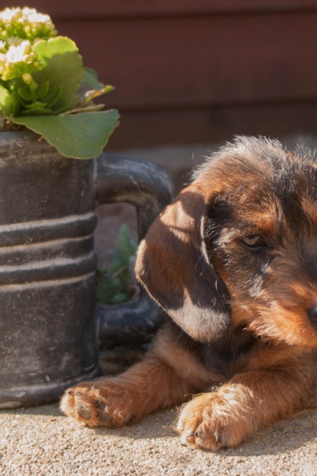 Щенок около лейки