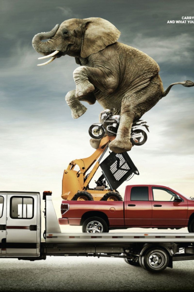 Слон на автомобиле