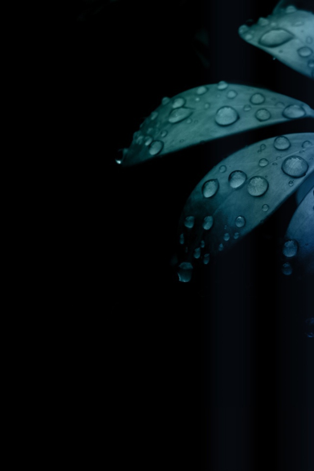 Черные обои и синий цветок