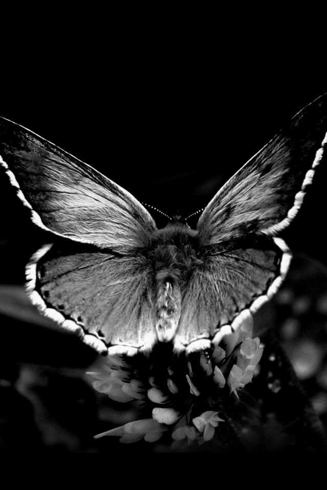 Черная бабочка на обоях