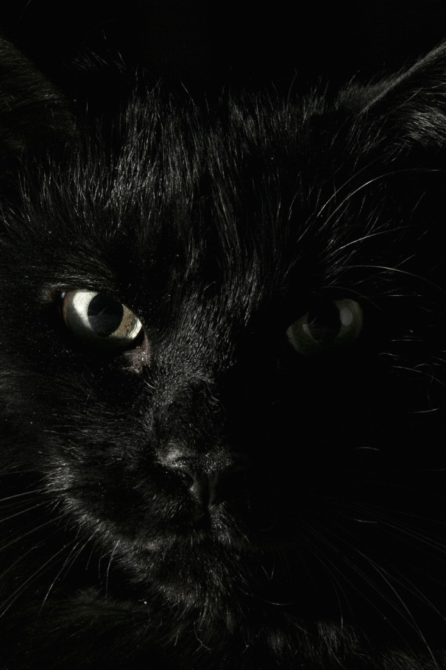 Черный кот на черном фоне
