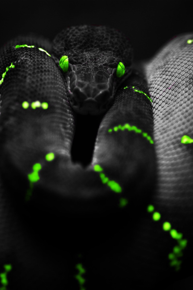 Черный питон на обоях