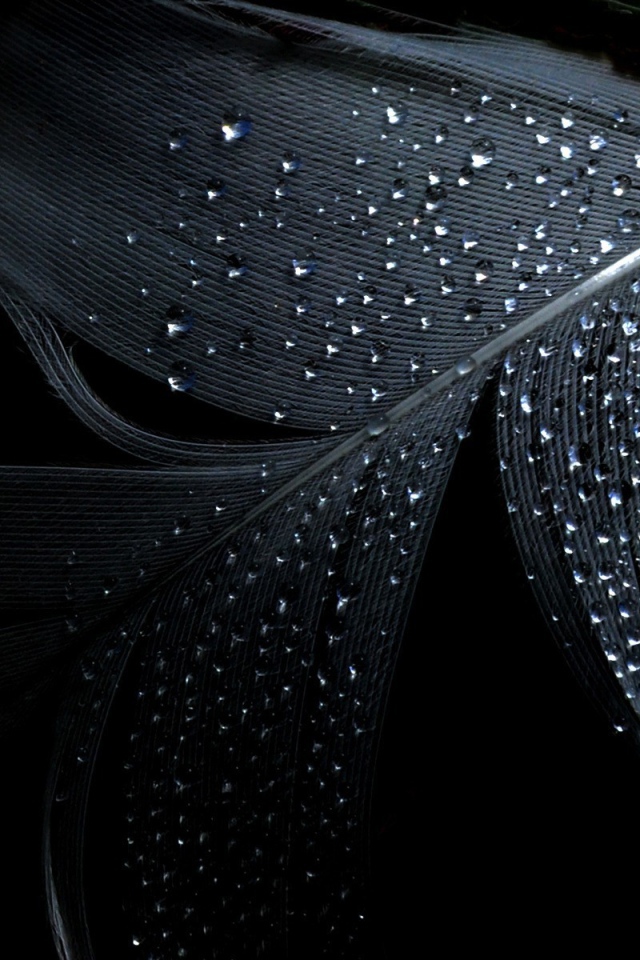 Черные обои и влажное перо