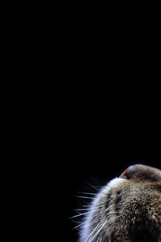 Кот смотрит вверх на черном фоне