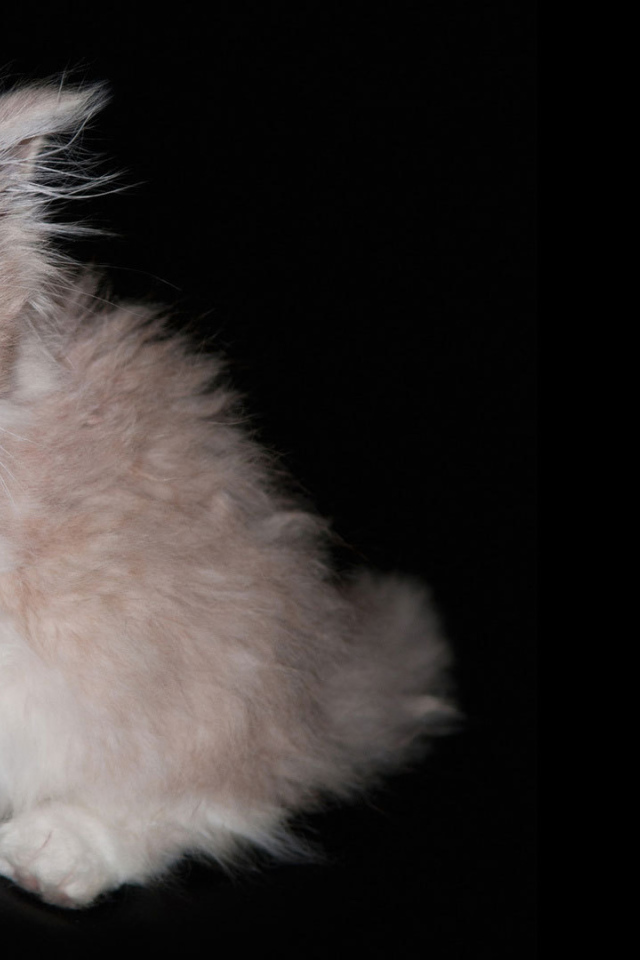 Пушистый котенок на черном фоне