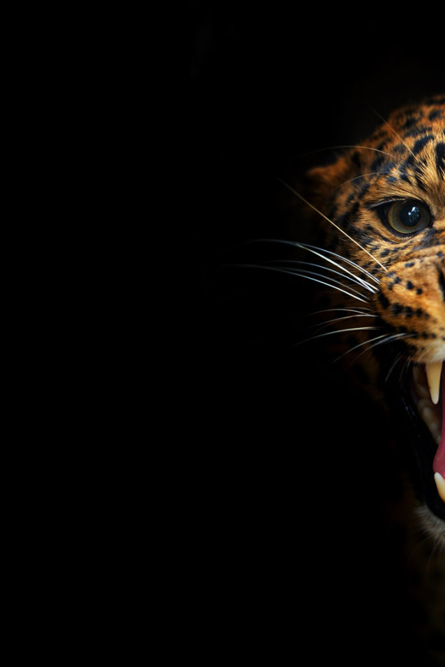 Леопард на черном фоне