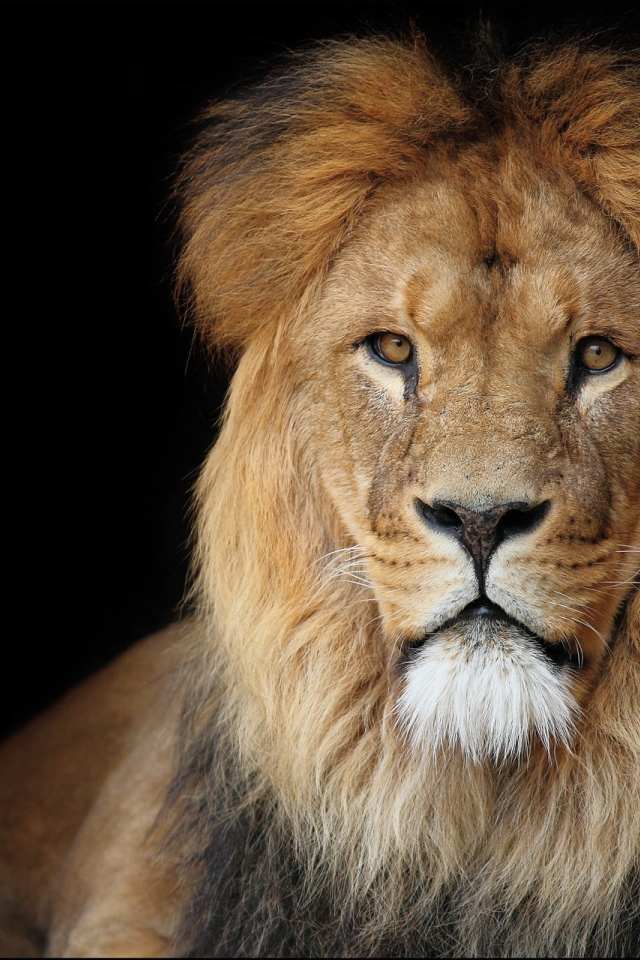 Лев на черном фоне