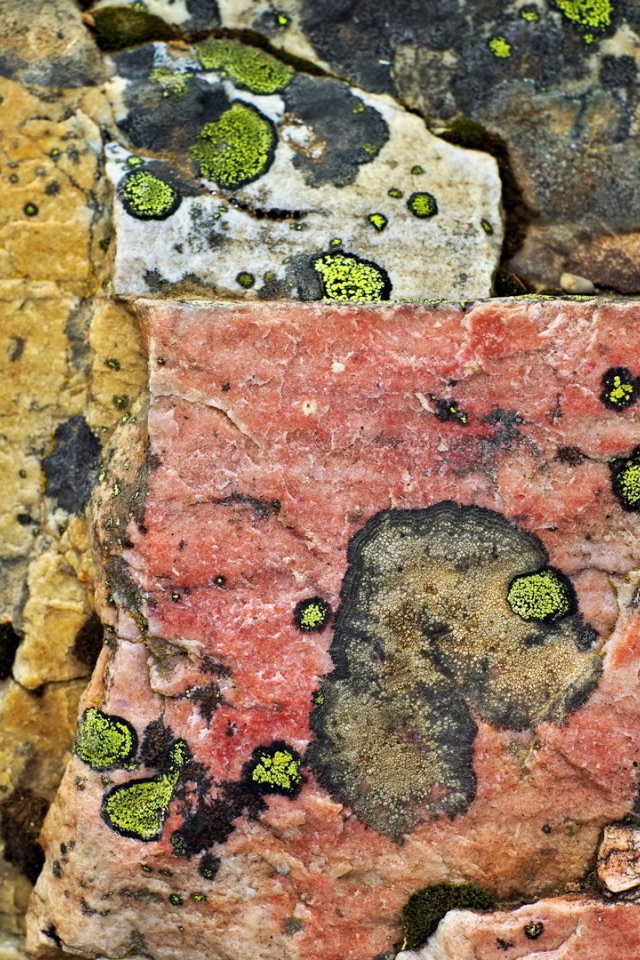 Плесень на камнях