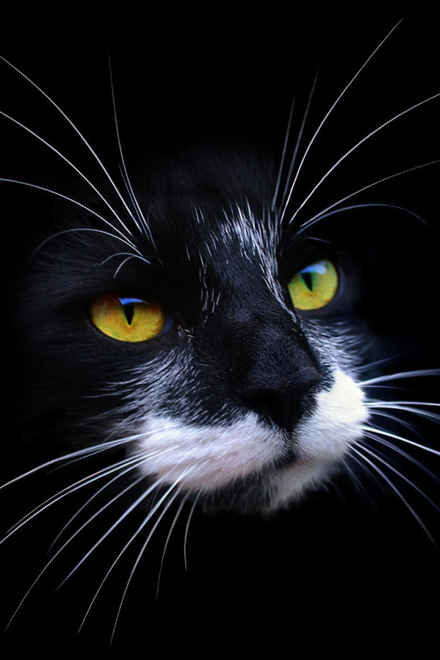 Морда кота на черном фоне