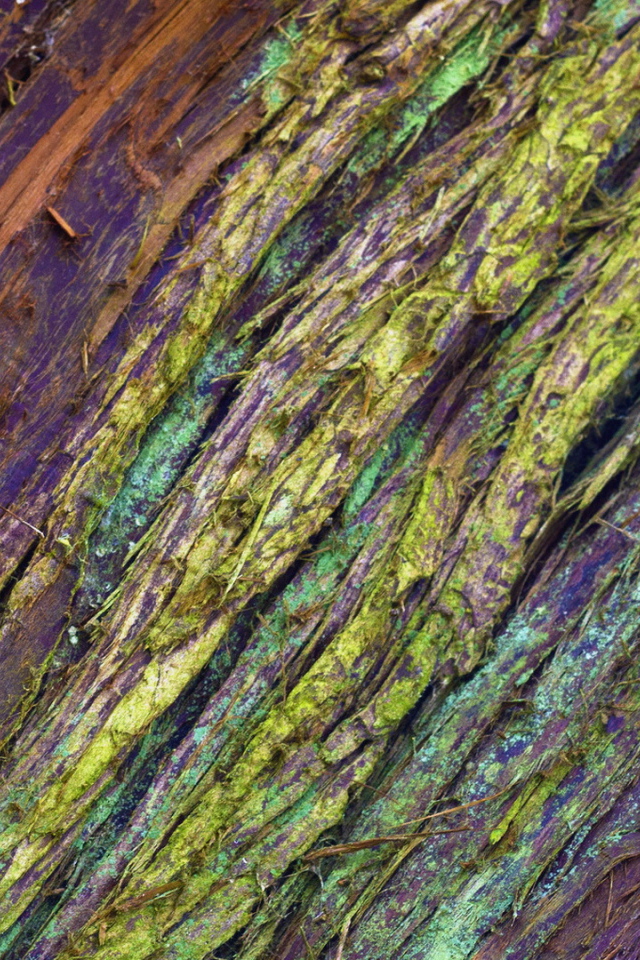 Крашеная кора