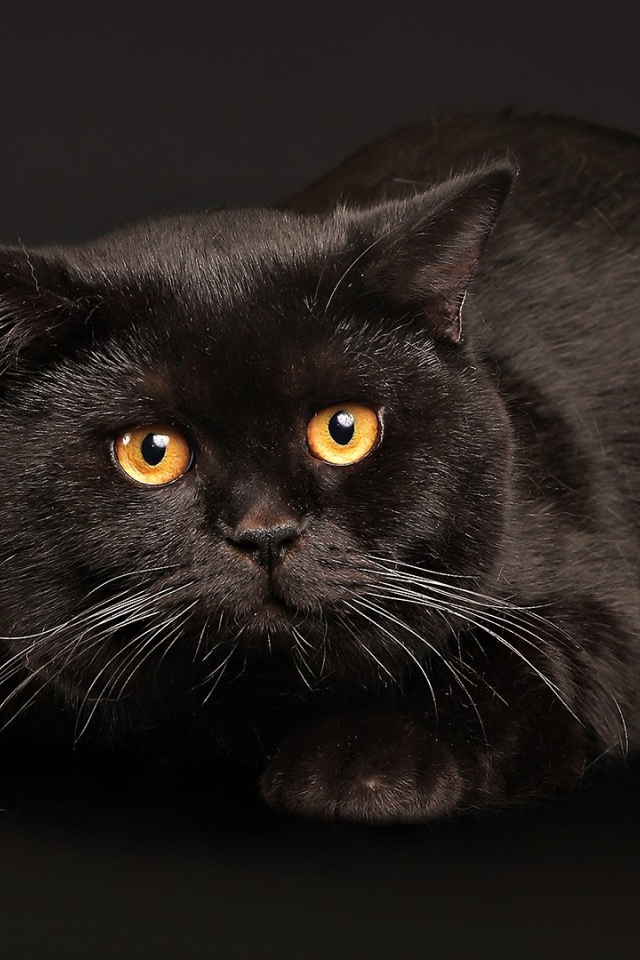 Испуганный кот на черном фоне