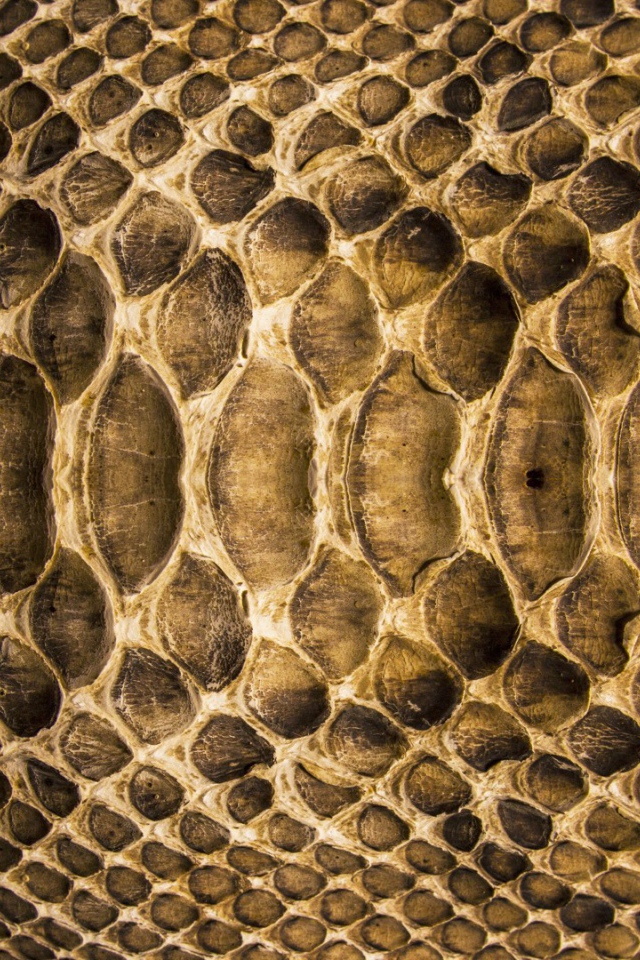 Змеиная кожа