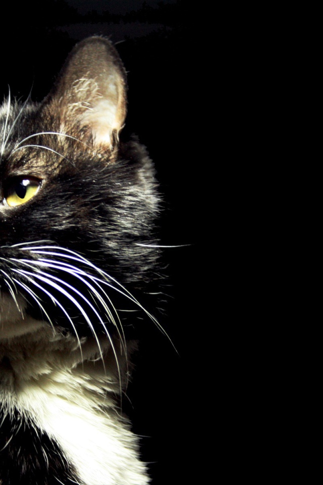 Пятнистый кот на черном фоне