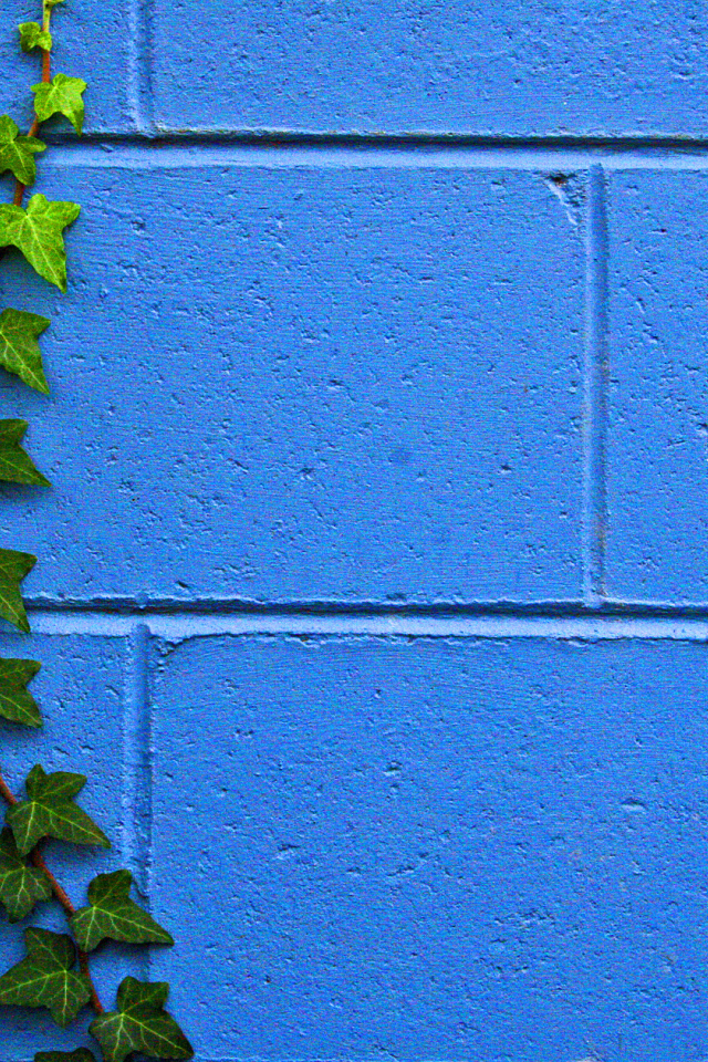 Растение на стене