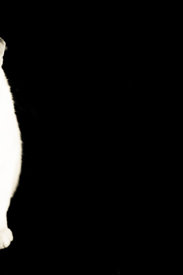 Белый кот на черном фоне