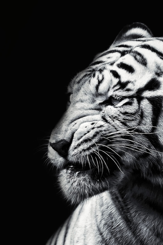 Белый тигр на черном фоне