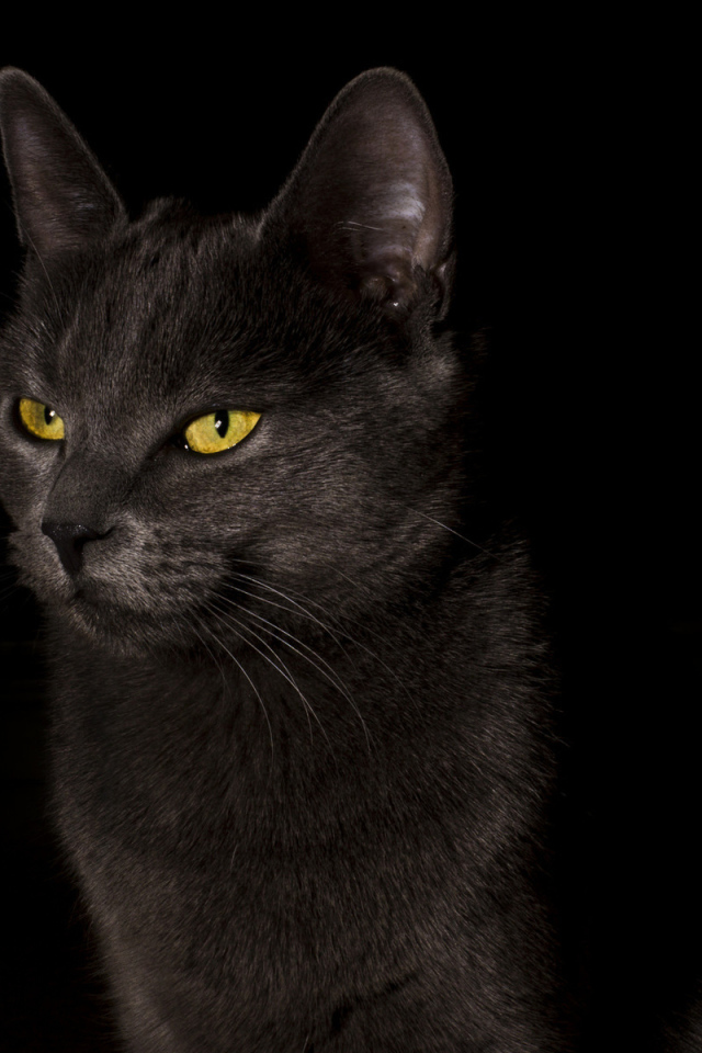 Желтоглазый черный кот на черном фоне
