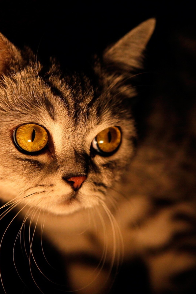 Желтый кот на черном фоне