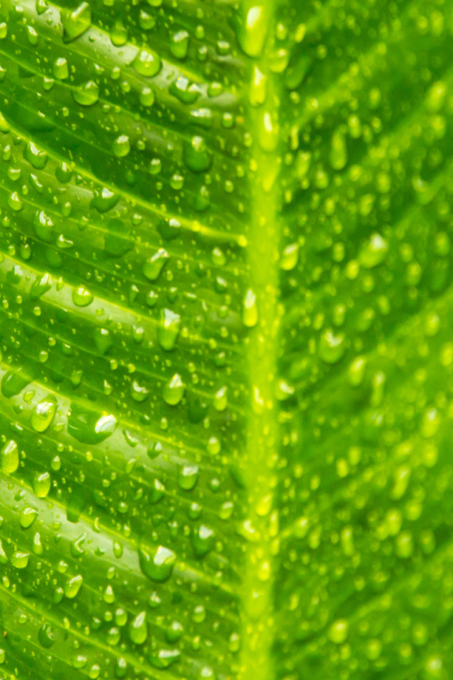 Лист с каплями