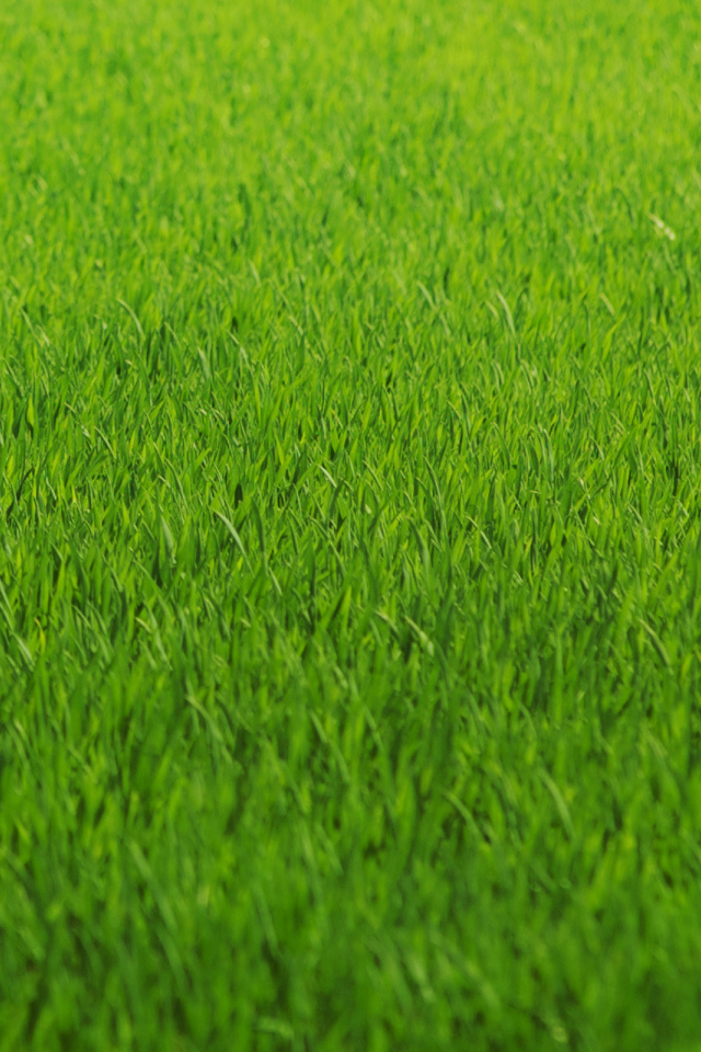 Зеленая трава