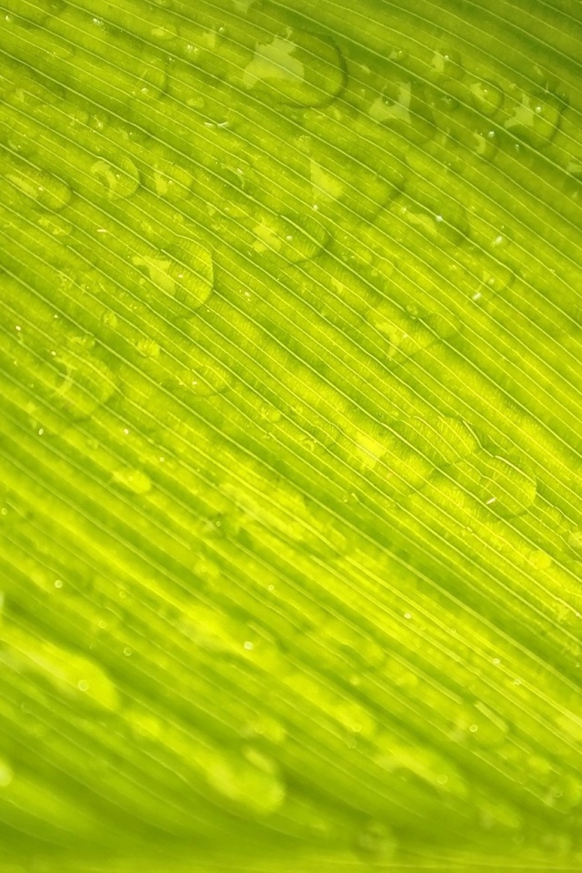 Зеленый лист с каплями