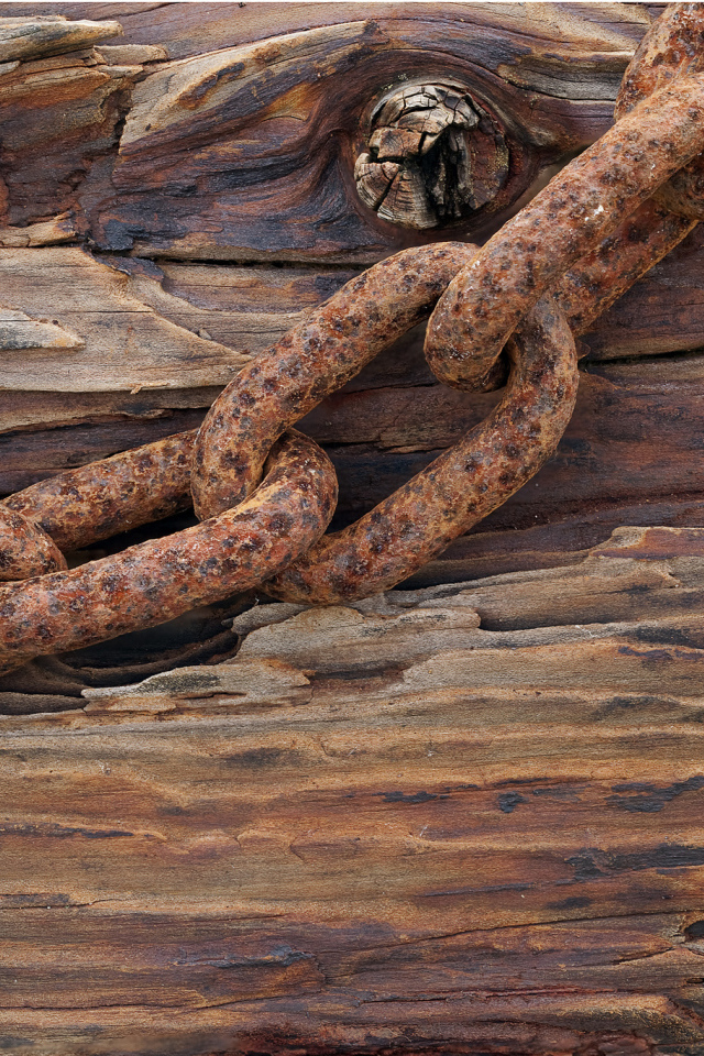 Ржавая цепь на старом дереве