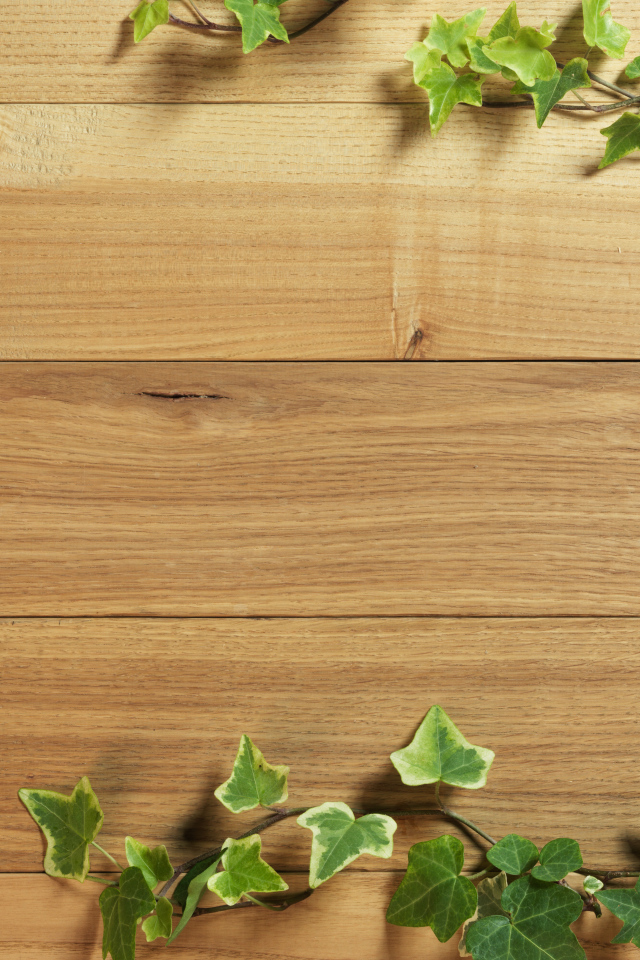 Плющ на деревянном полу