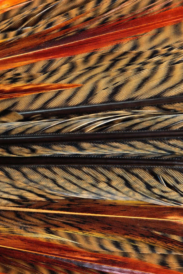 Перья павлина