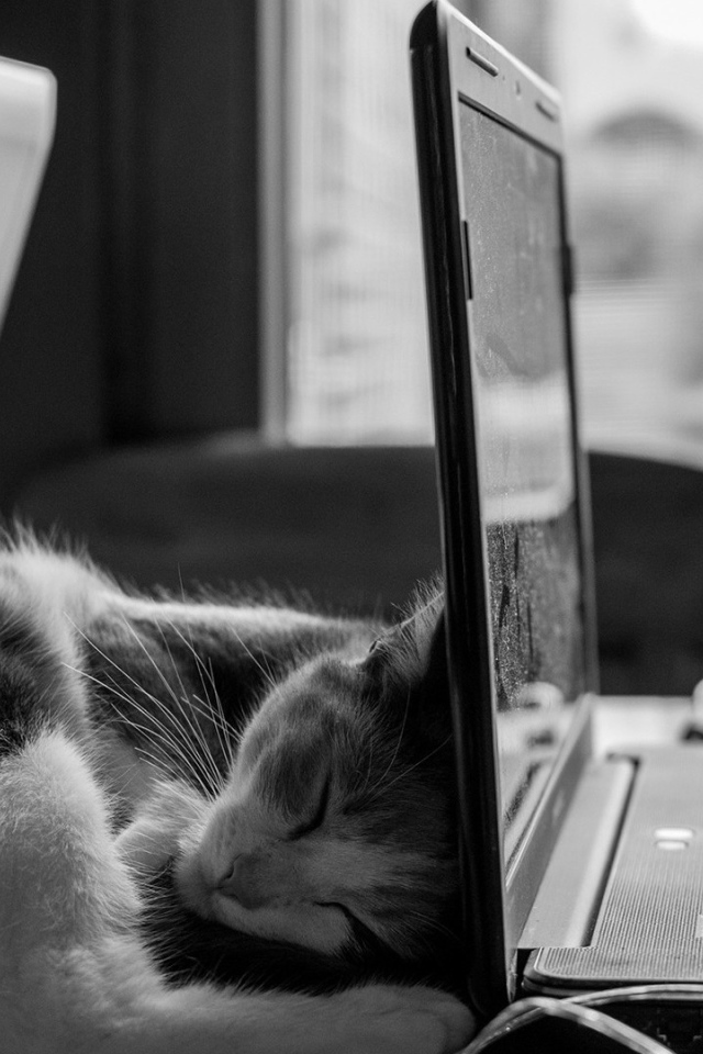 Кот спит у ноутбука HP