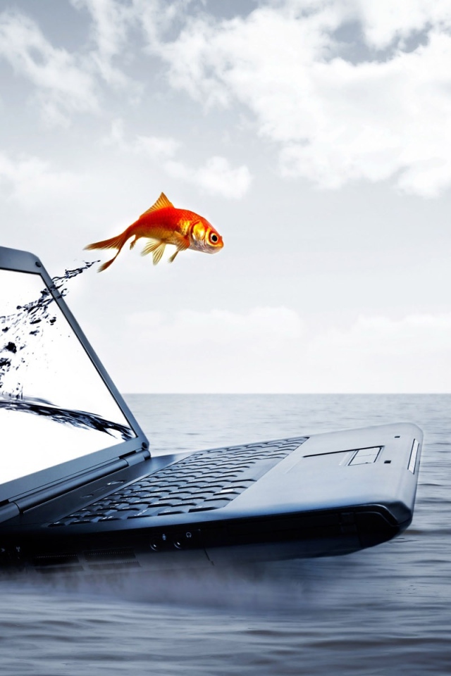 Рыбка с экрана ноутбука HP