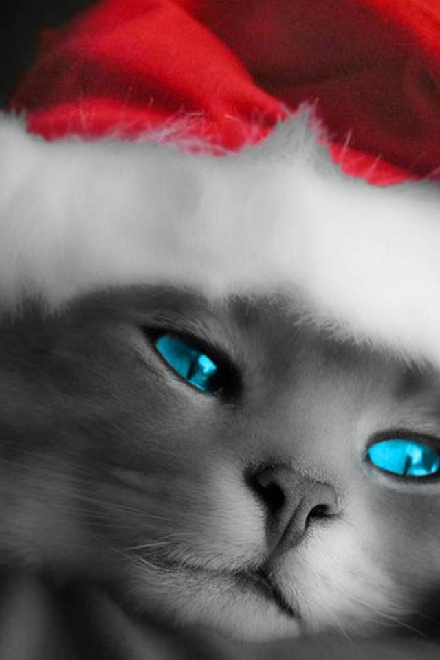 Рождественский кот