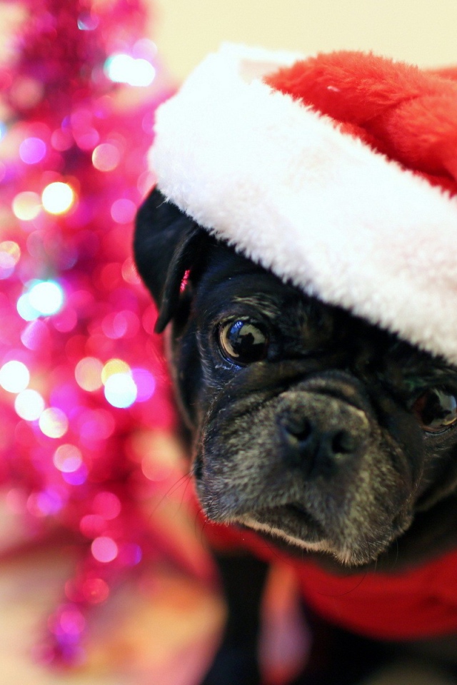 Рождественская собака