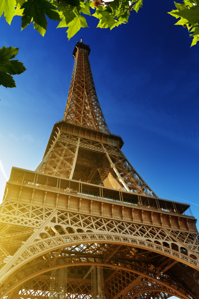 Эйфелева башня и листья дерева