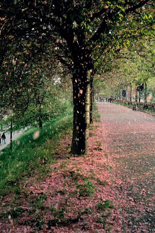 Тополиный пух