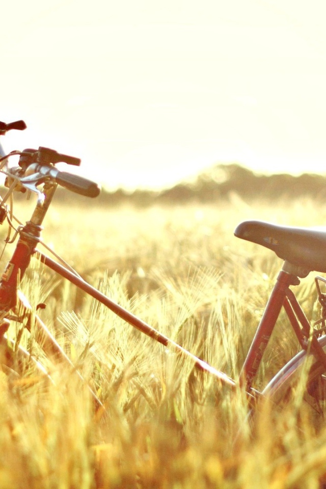 Bike in the field