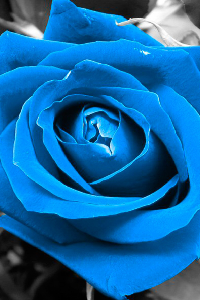 Синяя роза на чёрно-белом фоне