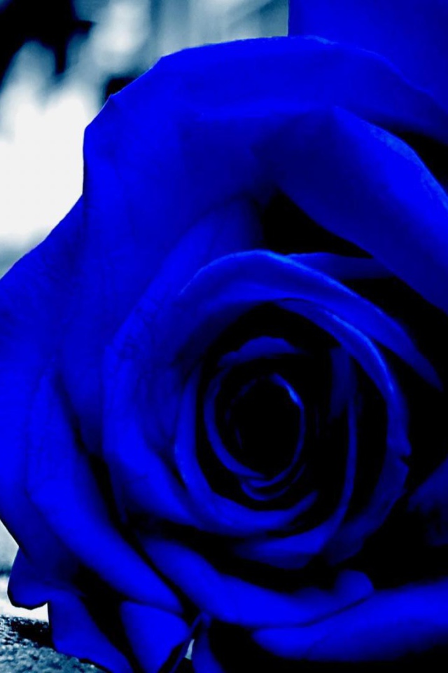 Синяя роза на асфальте