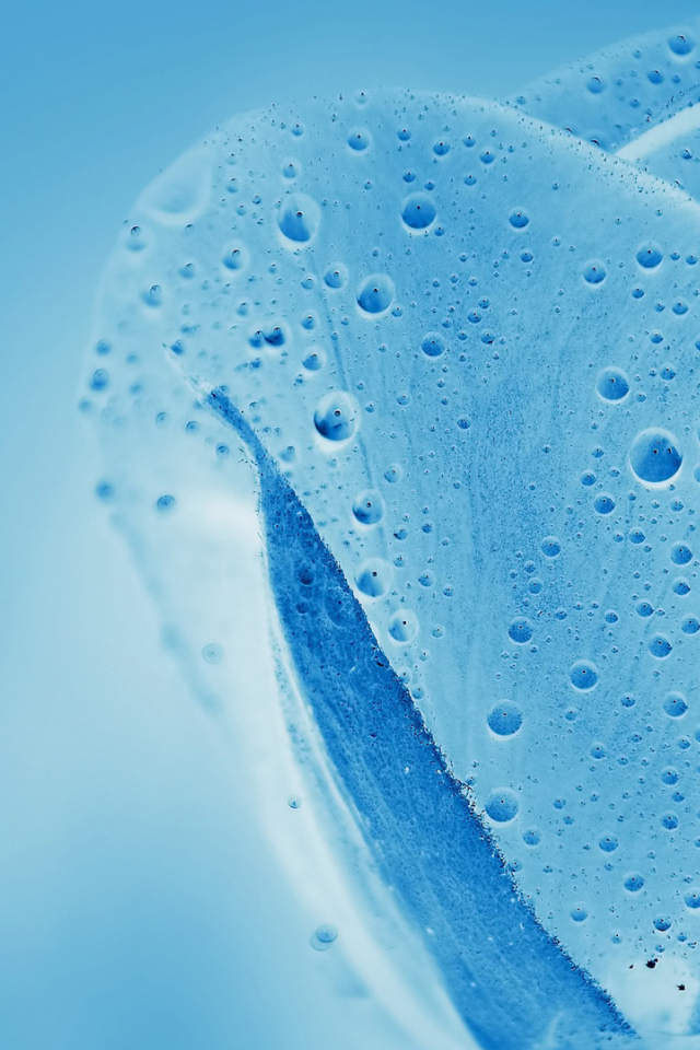 Синяя водяная роза