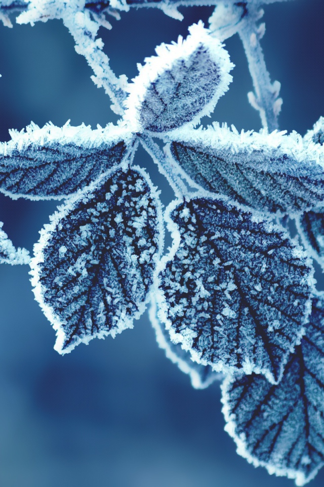 Холодные листья