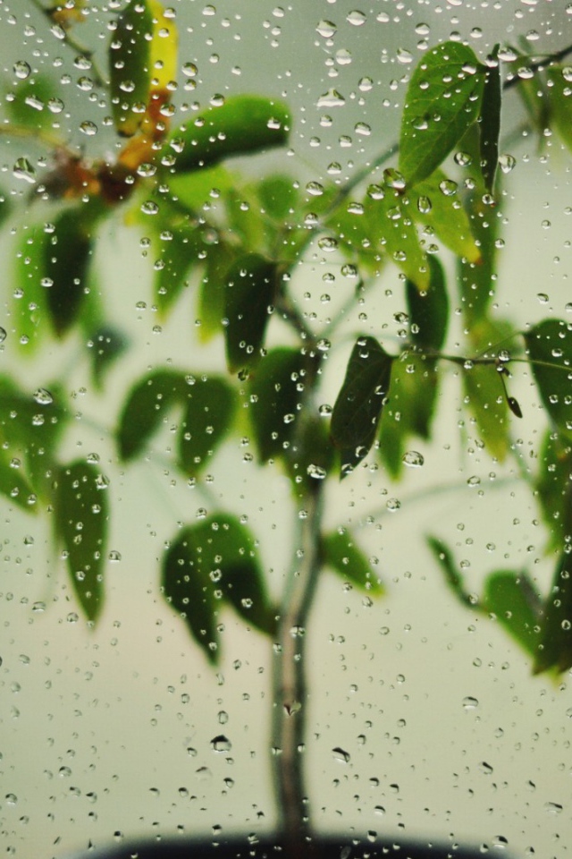 Цветок за окном