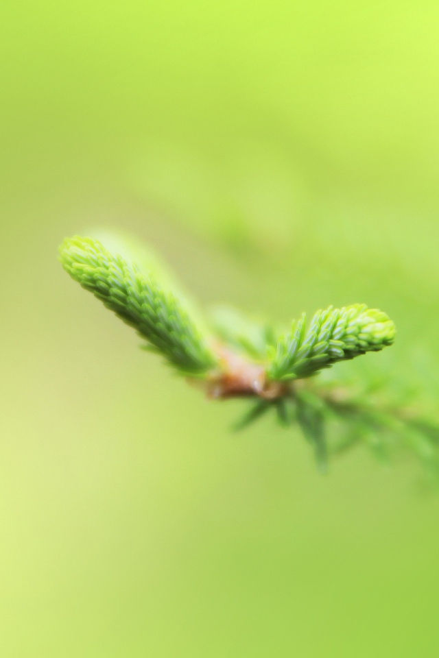 Свежая зелень