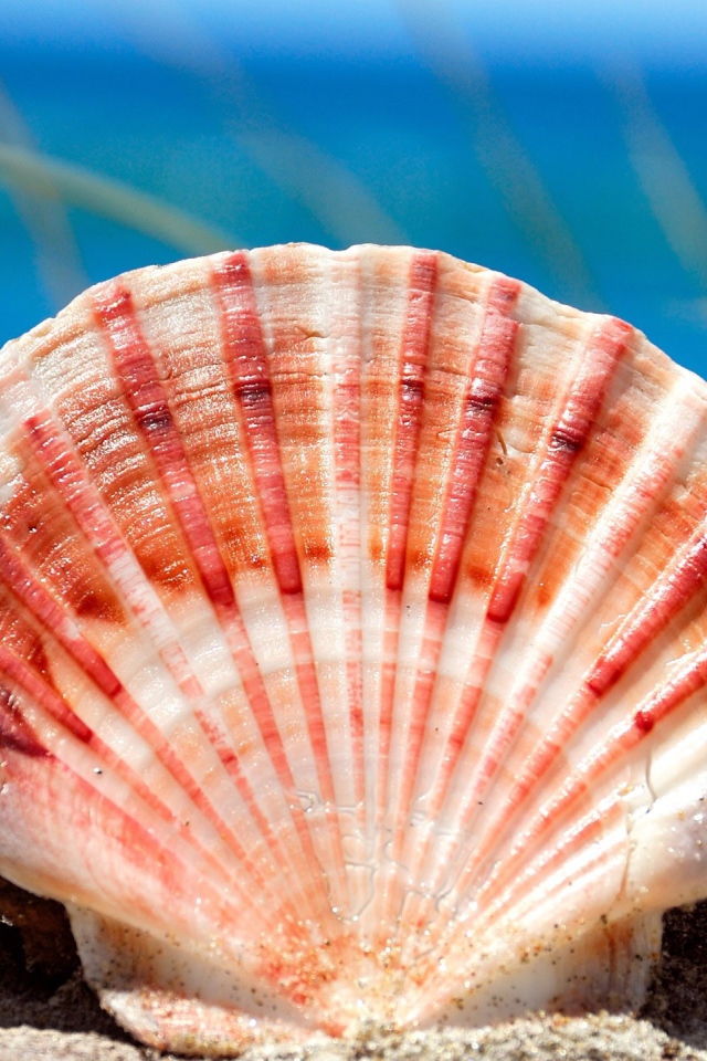 Морская ракушка