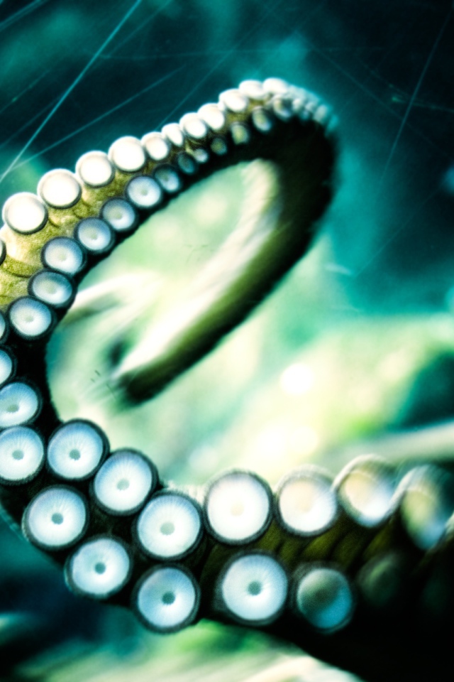 Отпустите кракена