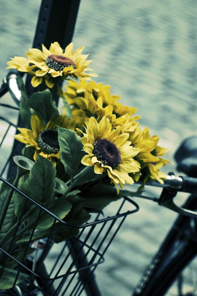 Sunflowers in bicycle basket