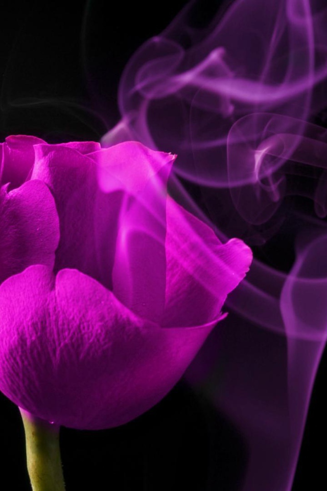 Молодая фиолетовая роза на чёрном фоне