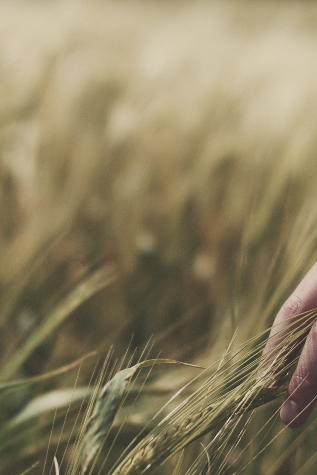 Колосья пшеницы в руке