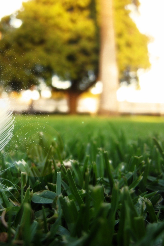 Перо птицы на траве