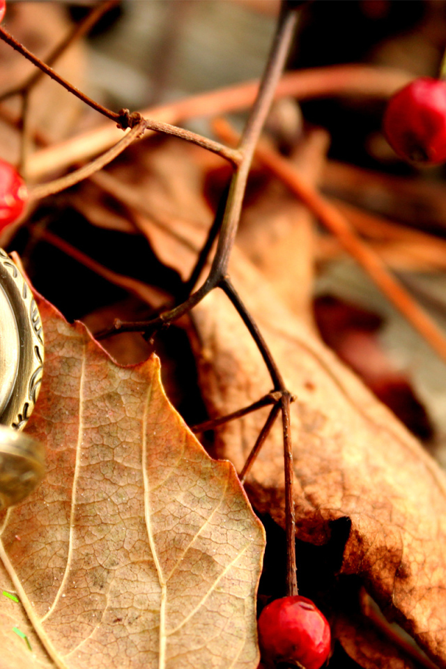 Карманные часы на сухих листьях