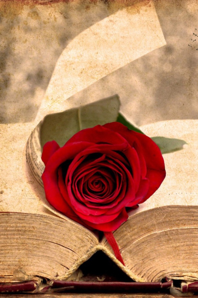 Роза на старинной книге