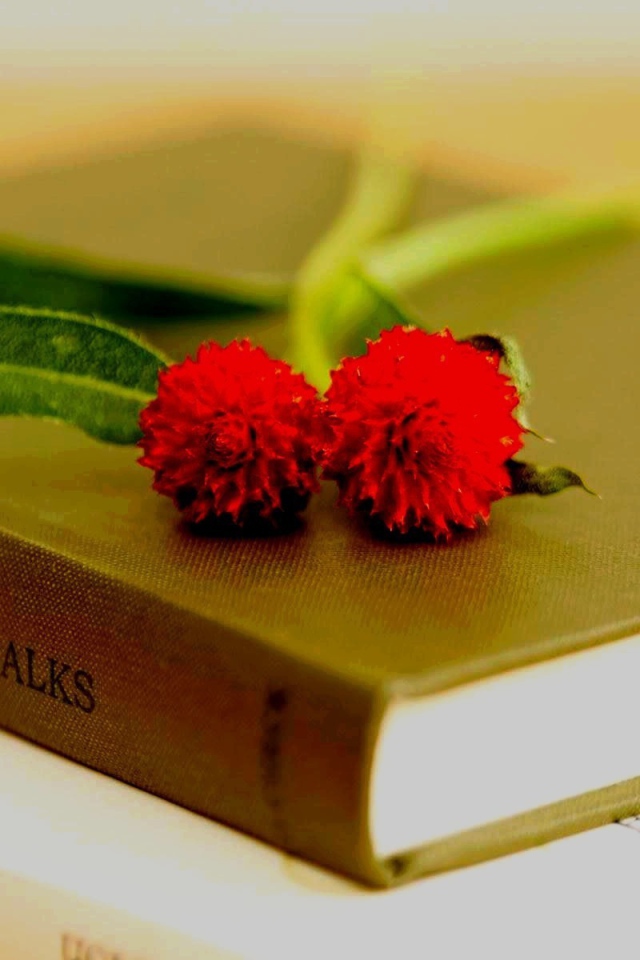 	   Two red flowers on the books